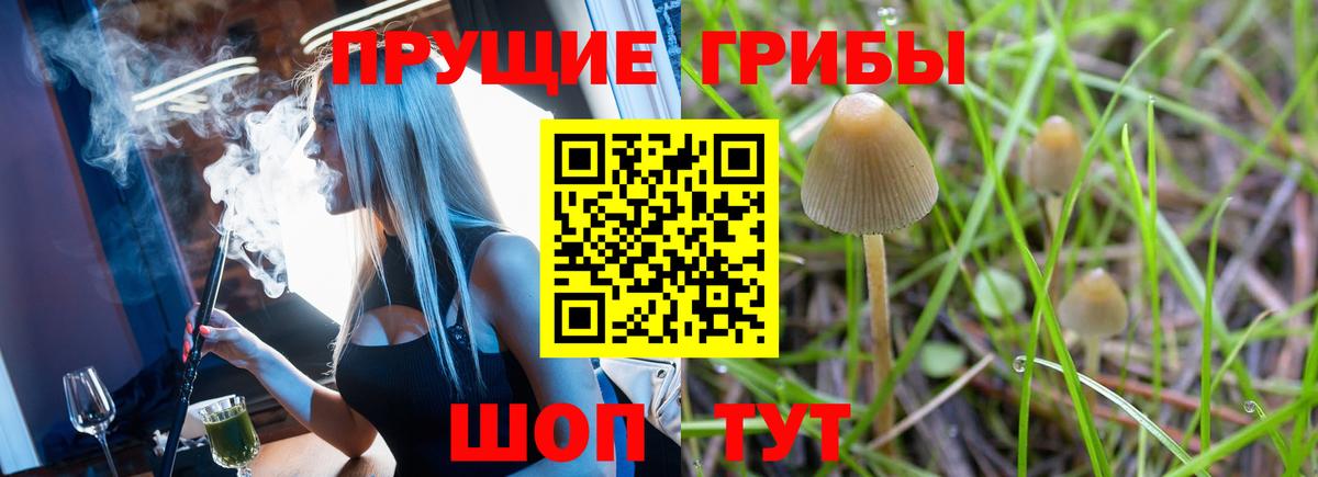 Галлюциногенные грибы Psilocybine cubensis Шебекино